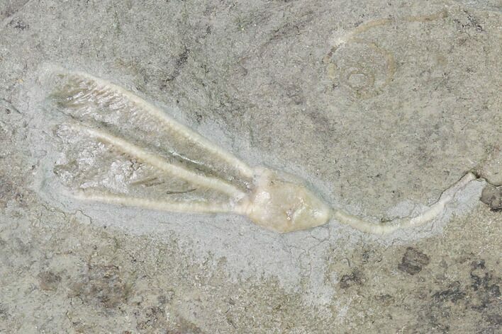Fossil Crinoid (Dichocrinus) - Gilmore City, Iowa #148674